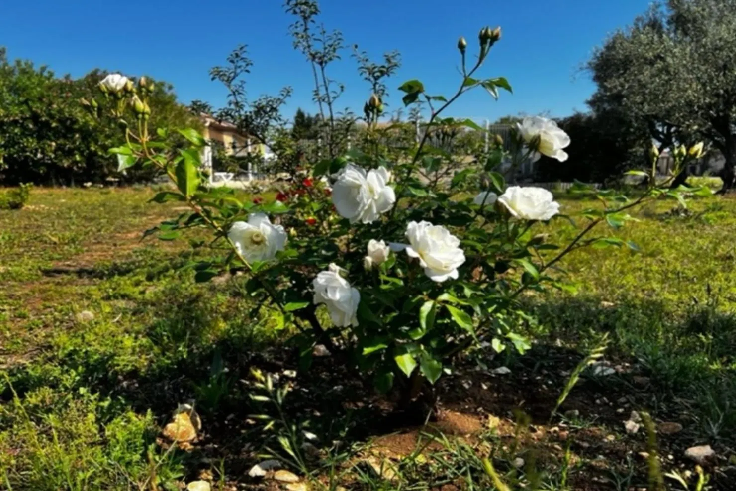 Domaine Les Feuilles De Chene Lägenhet Carpentras 0*,  Frankrike